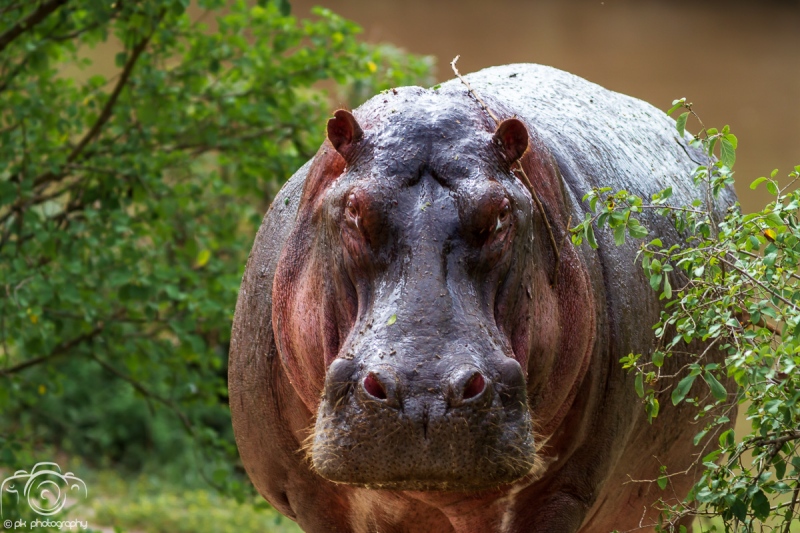 005_Animal