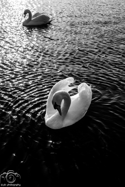 004_BlackWhite