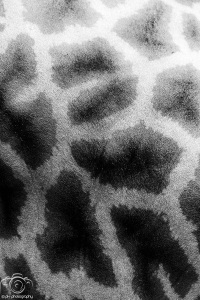 036_BlackWhite