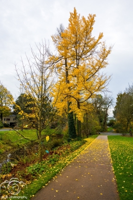 Leaves and fall colors