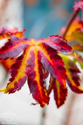 Leaves and fall colors