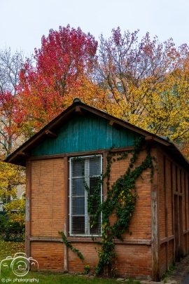 Leaves and fall colors