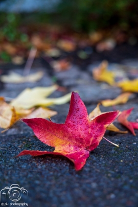 Leaves and fall colors