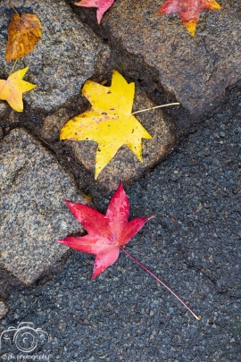 Leaves and fall colors