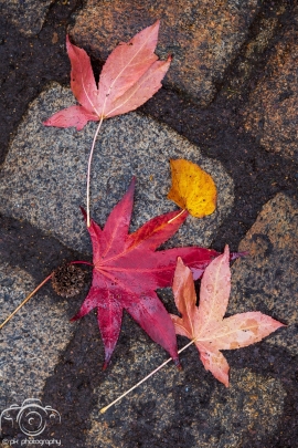 Leaves and fall colors