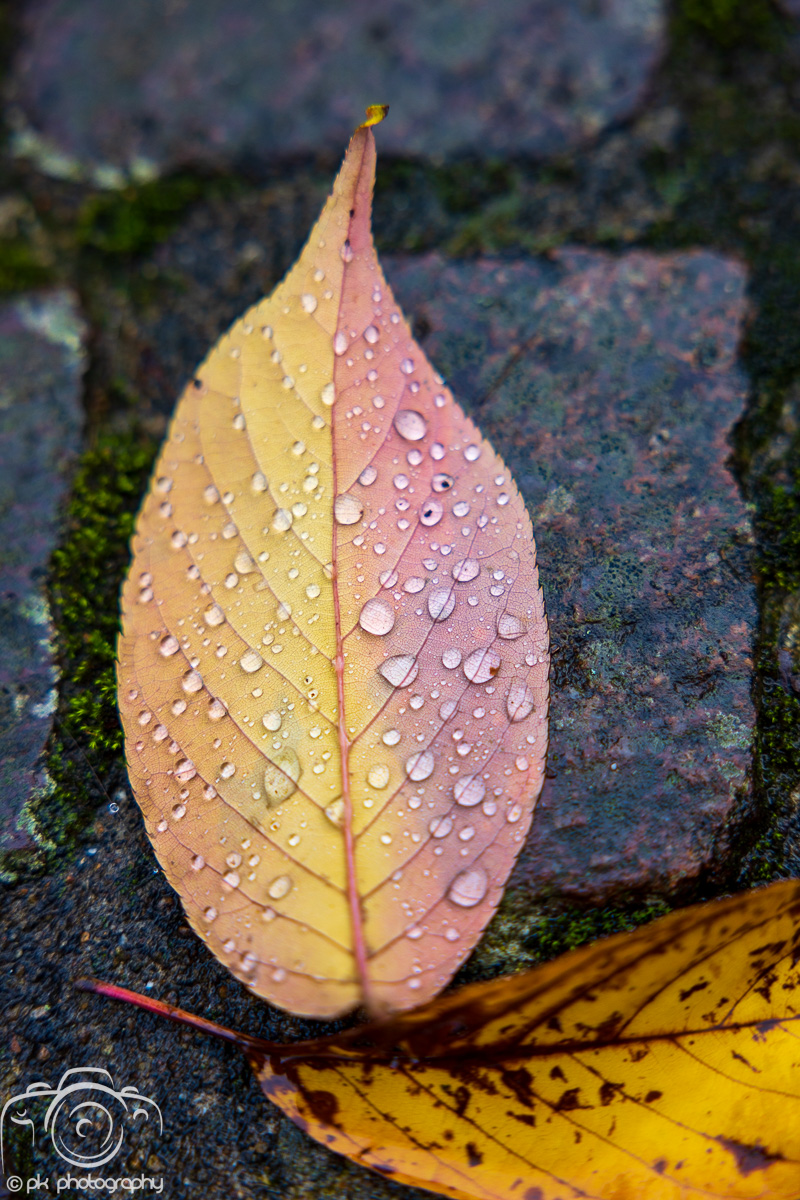 Fall Colors