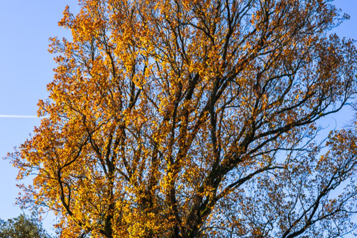 A winter walk in Nantes