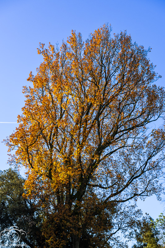 A winter walk in Nantes