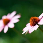 Published_APictureADay_247_opt